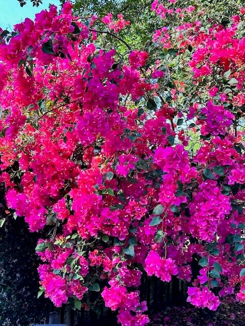 Orlando’s bougainvillea bushes